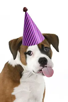 DOG. Bulldog X breed, 16 weeks old puppy, head & shoulders, tougue out wearing a party hat