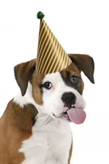DOG. Bulldog X breed, 16 weeks old puppy, head & shoulders, tougue out wearing a party hat