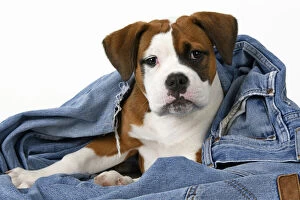 Images Dated 13th September 2021: DOG. Bulldog X breed, 16 weeks old puppy in some denim jeans, studio