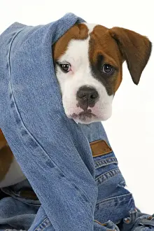 DOG. Bulldog X breed, 16 weeks old puppy in some denim jeans, studio
