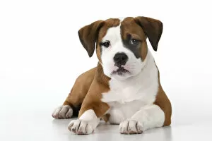 DOG. Bulldog X breed, 16 weeks old puppy, laying, studio, white background Date: 18-03-2019