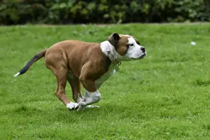 DOG. Bulldog X breed, 16 weeks old puppy running in a garden