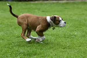 DOG. Bulldog X breed, 16 weeks old puppy running in a garden