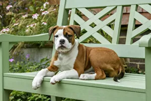 DOG. Bulldog X breed, 16 weeks old puppy sitting on a garden bench Date: 18-03-2019