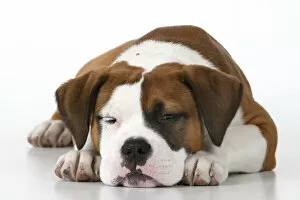 DOG. Bulldog X breed, 16 weeks old sleepy puppy, laying, studio, white background Date: 18-03-2019
