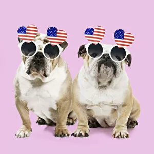 Images Dated 3rd February 2020: Dog, Bulldogs wearing heart shaped American flag glasses Date: 06-Jul-16