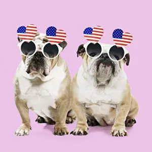 Flag Prints: Dog, Bulldogs wearing heart shaped American flag glasses