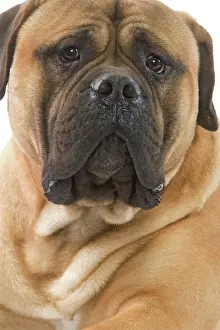 Dog - Bullmastiff