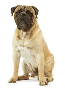 Images Dated 24th July 2007: Dog - Bullmastiff sitting in studio