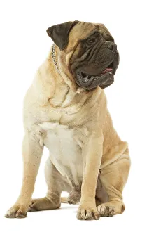 Images Dated 24th July 2007: Dog - Bullmastiff sitting in studio