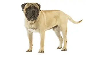 Bullmastiffs Prints: Dog - Bullmastiff standing in studio