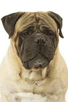 Dog - Bullmastiff in studio