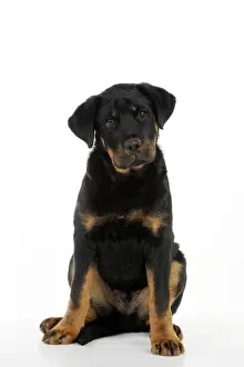 Bullmastiff x Rottweiler Dog Print Art Prints, Posters