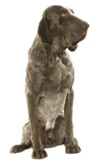 Dog - Burgos Pointer / Perdiguero de Burgos in studio
