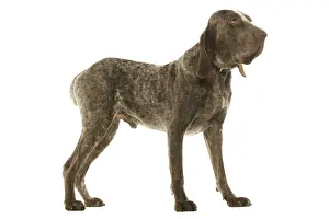 Dog - Burgos Pointer / Perdiguero de Burgos in studio