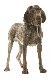 Dog - Burgos Pointer / Perdiguero de Burgos in studio Dog - Burgos Pointer / Perdiguero de Burgos in studio