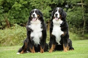 Images Dated 5th August 2009: Dog - Burnese Mountain Dogs sitting on grass