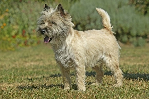 Dog - Cairn Terrier