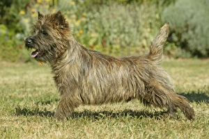 Dog - Cairn Terrier