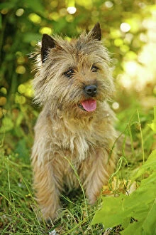 Dog - Cairn Terrier