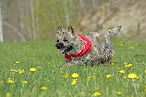 Dog - Cairn Terrier puppy - in meadow