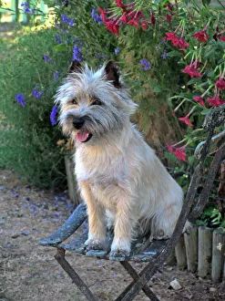 Dog - Cairn Terrier sitting on chair