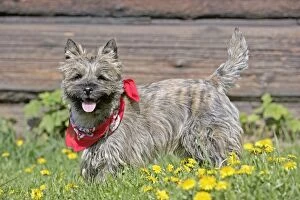 Dog - Cairn Terrier standing in grass with scarf round neck