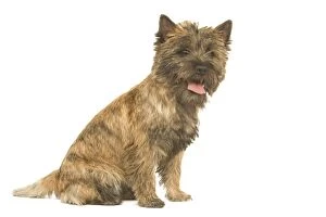 Dog - Cairn Terrier in studio