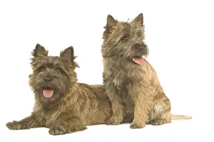 Dog - Cairn Terrier in studio