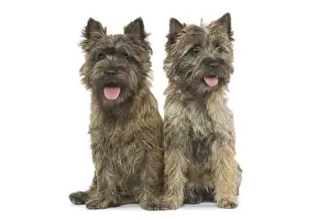 Dog - Cairn Terrier in studio