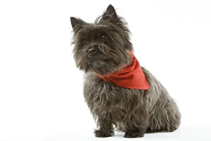 Dog - Cairn Terrier wearing handkerchief / neckerchief