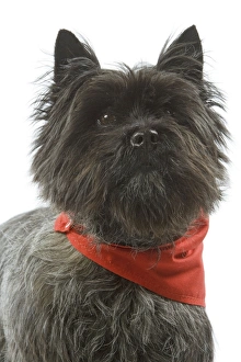 Dog - Cairn Terrier wearing handkerchief / neckerchief
