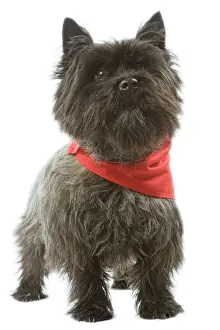 Clothes Prints: Dog - Cairn Terrier wearing handkerchief / neckerchief