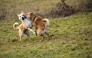 Images Dated 22nd March 2016: Dog Canaan play fighting