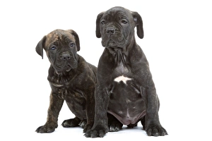 Images Dated 3rd April 2006: Dog - Cane Corso Dog (Italian Guard Dog)