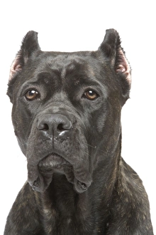 Images Dated 3rd April 2006: Dog - Cane Corso Dog (Italian Guard Dog)
