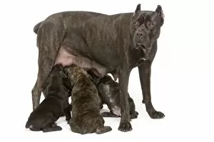 Images Dated 3rd April 2006: Dog - Cane Corso Dog (Italian Guard Dog) - mother with puppies suckling