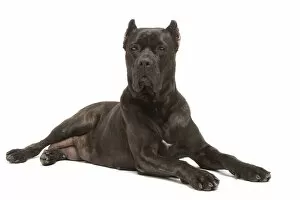 Images Dated 3rd April 2006: Dog - Cane Corso Dog (Italian Guard Dog) - lying down