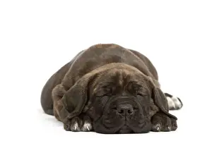 Dog - Cane Corso Dog (Italian Guard Dog) - lying down sleeping