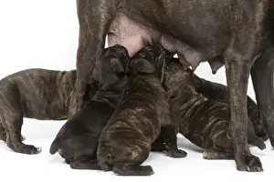 Dog - Cane Corso Dog (Italian Guard Dog) - mother with puppies suckling