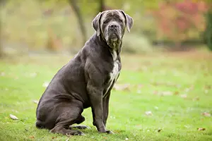 Mastiffs Prints: DOG - Cane Corso / Italian Mastiff
