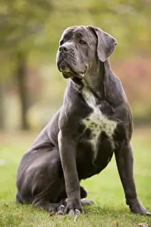 DOG - Cane Corso / Italian Mastiff