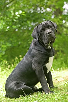 Images Dated 21st June 2004: DOG - Cane Corso / Italian Mastiff