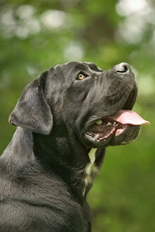 Images Dated 21st June 2004: DOG - Cane Corso / Italian Mastiff