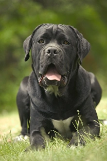 Images Dated 21st June 2004: DOG - Cane Corso / Italian Mastiff