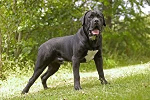 DOG - Cane Corso / Italian Mastiff, standing