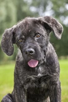 Images Dated 1st September 2013: Dog - Cane Corso X Neapolitan Mastiff / Italian Mastiff