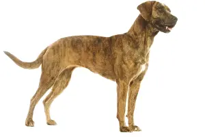 Dog - Cao de Fila de Sao Miguel / Azores Cattle Dog / Azoren Cattle Dog - in studio