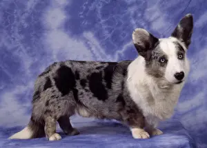 Dog - Cardigan Welsh Corgi