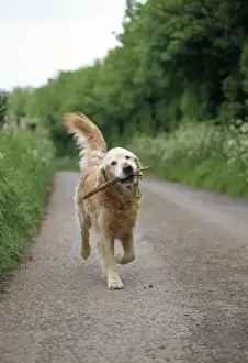 Retrieving Prints: Dog - carrying stick